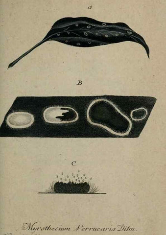 Reproducción/Reproduction 8959338734: Deutschlands Flora in Abbildungen nach der Natur :. Nürnberg,1817-