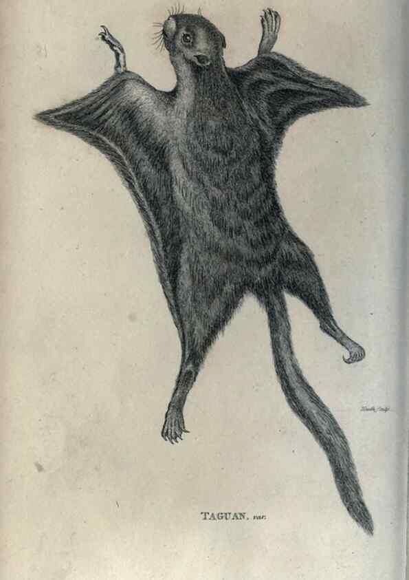 Reproducción/Reproduction 8949597085: General zoology, or Systematic natural history,. London,Printed for G. Kearsley,1800-1826.