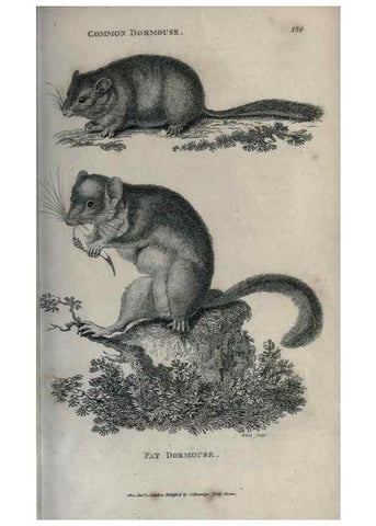 Reproducción/Reproduction 8949599591: General zoology, or Systematic natural history,. London,Printed for G. Kearsley,1800-1826.
