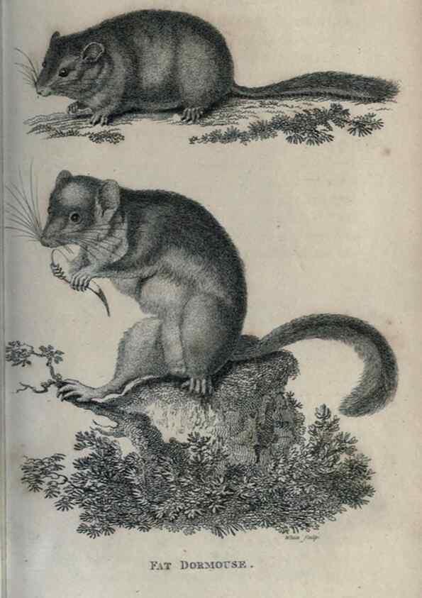 Reproducción/Reproduction 8949599591: General zoology, or Systematic natural history,. London,Printed for G. Kearsley,1800-1826.