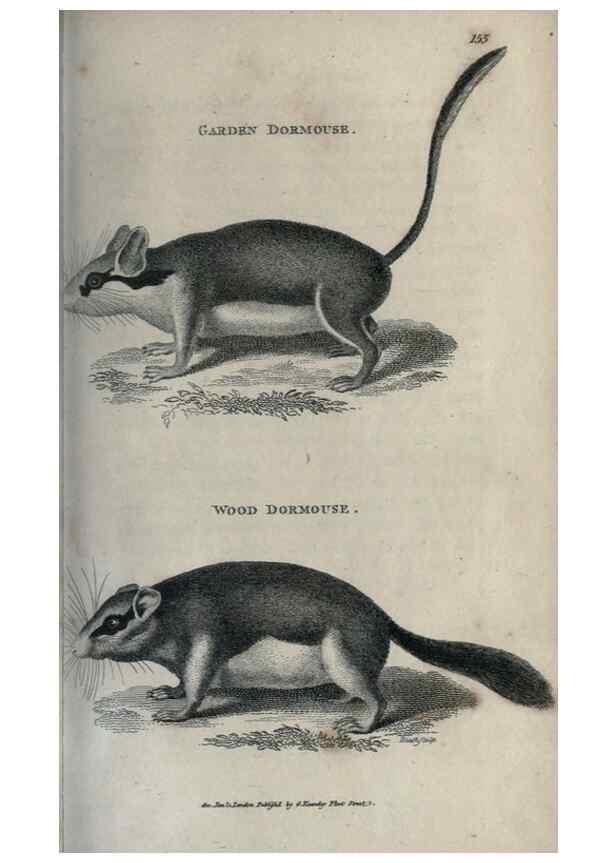 Reproducción/Reproduction 8950793152: General zoology, or Systematic natural history,. London,Printed for G. Kearsley,1800-1826.