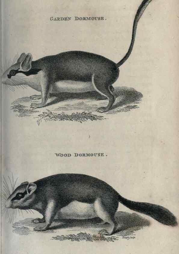 Reproducción/Reproduction 8950793152: General zoology, or Systematic natural history,. London,Printed for G. Kearsley,1800-1826.