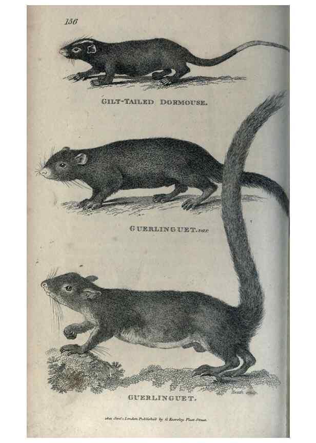Reproducción/Reproduction 8950795356: General zoology, or Systematic natural history,. London,Printed for G. Kearsley,1800-1826.