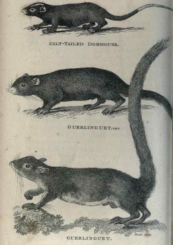 Reproducción/Reproduction 8950795356: General zoology, or Systematic natural history,. London,Printed for G. Kearsley,1800-1826.