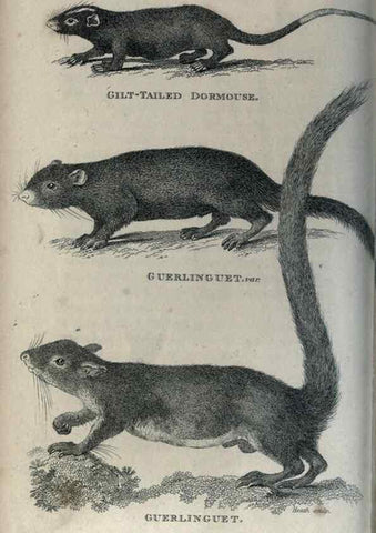 Reproducción/Reproduction 8950795356: General zoology, or Systematic natural history,. London,Printed for G. Kearsley,1800-1826.