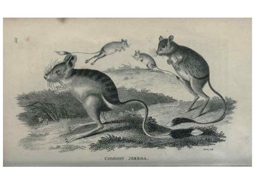 Reproducción/Reproduction 8950797402: General zoology, or Systematic natural history,. London,Printed for G. Kearsley,1800-1826.