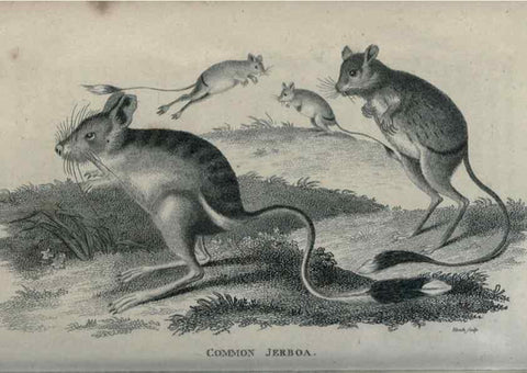 Reproducción/Reproduction 8950797402: General zoology, or Systematic natural history,. London,Printed for G. Kearsley,1800-1826.
