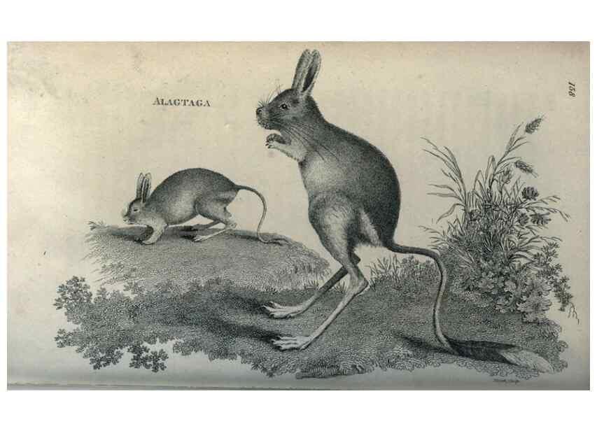Reproducción/Reproduction 8950799628: General zoology, or Systematic natural history,. London,Printed for G. Kearsley,1800-1826.
