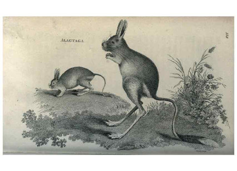 Reproducción/Reproduction 8950799628: General zoology, or Systematic natural history,. London,Printed for G. Kearsley,1800-1826.