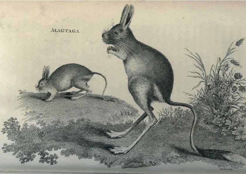Reproducción/Reproduction 8950799628: General zoology, or Systematic natural history,. London,Printed for G. Kearsley,1800-1826.