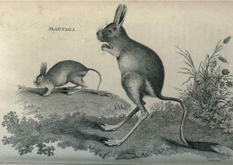 Reproducción/Reproduction 8950799628: General zoology, or Systematic natural history,. London,Printed for G. Kearsley,1800-1826.