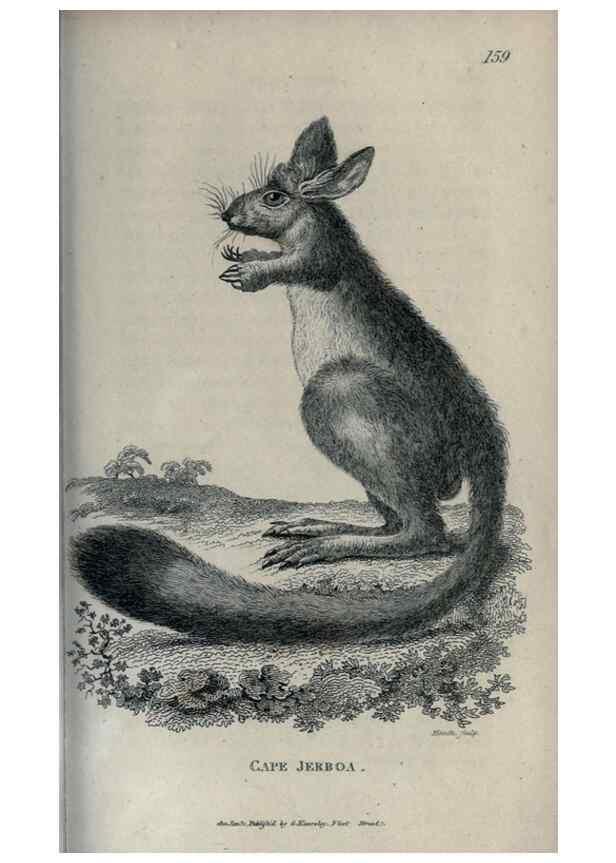 Reproducción/Reproduction 8950801874: General zoology, or Systematic natural history,. London,Printed for G. Kearsley,1800-1826.