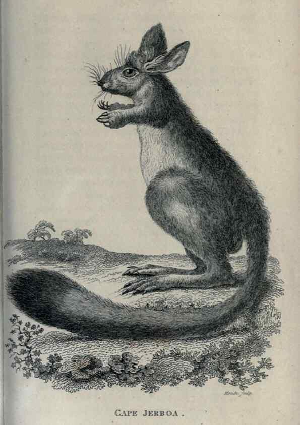Reproducción/Reproduction 8950801874: General zoology, or Systematic natural history,. London,Printed for G. Kearsley,1800-1826.