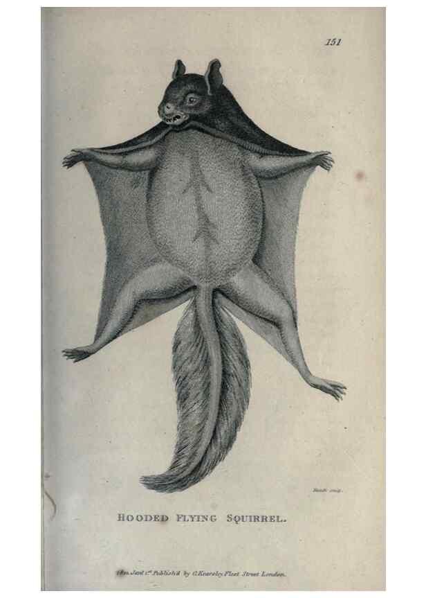 Reproducción/Reproduction 8949592281: General zoology, or Systematic natural history,. London,Printed for G. Kearsley,1800-1826.