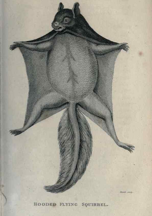 Reproducción/Reproduction 8949592281: General zoology, or Systematic natural history,. London,Printed for G. Kearsley,1800-1826.
