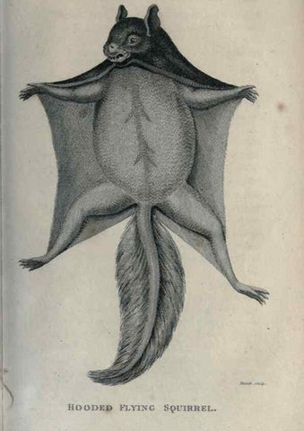 Reproducción/Reproduction 8949592281: General zoology, or Systematic natural history,. London,Printed for G. Kearsley,1800-1826.