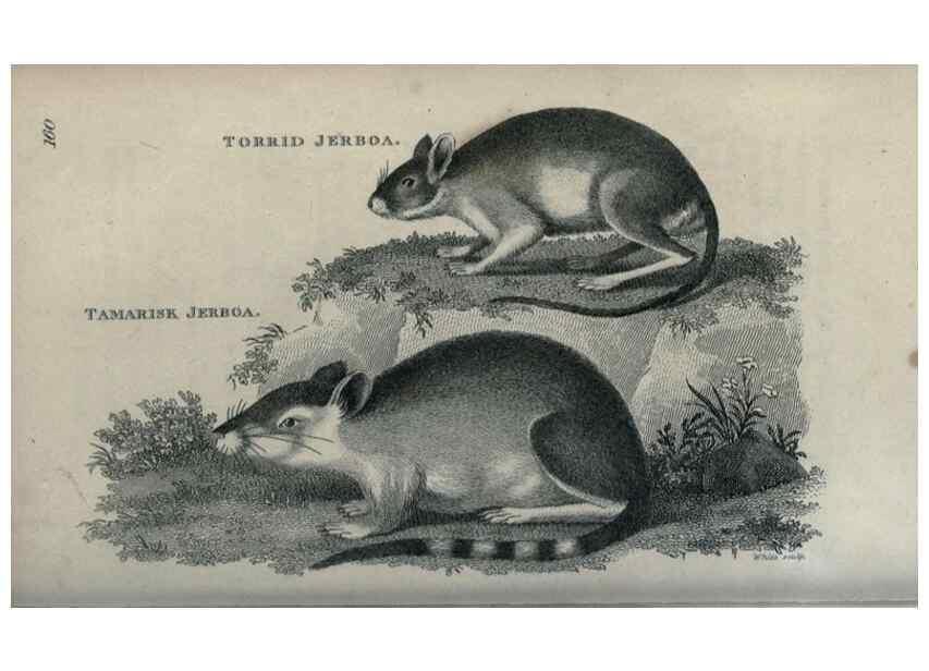 Reproducción/Reproduction 8949613047: General zoology, or Systematic natural history,. London,Printed for G. Kearsley,1800-1826.