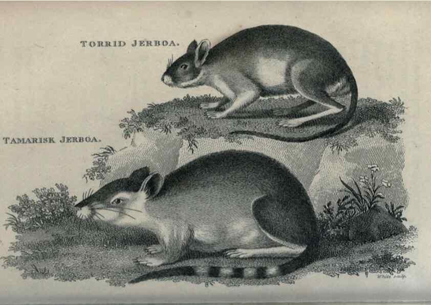 Reproducción/Reproduction 8949613047: General zoology, or Systematic natural history,. London,Printed for G. Kearsley,1800-1826.