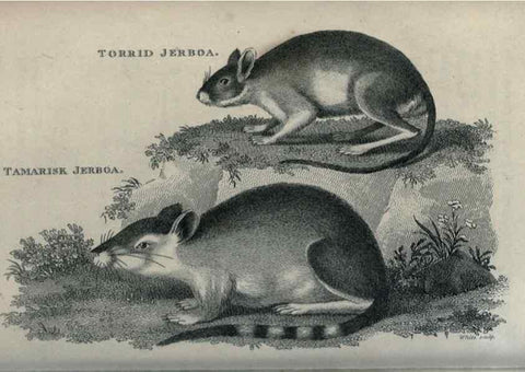 Reproducción/Reproduction 8949613047: General zoology, or Systematic natural history,. London,Printed for G. Kearsley,1800-1826.