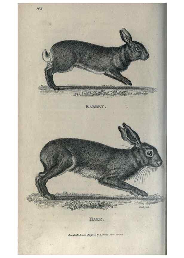Reproducción/Reproduction 8949618001: General zoology, or Systematic natural history,. London,Printed for G. Kearsley,1800-1826.