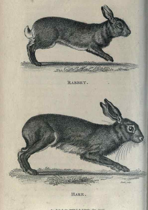 Reproducción/Reproduction 8949618001: General zoology, or Systematic natural history,. London,Printed for G. Kearsley,1800-1826.