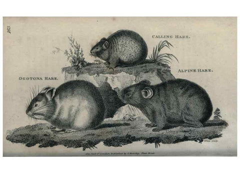 Reproducción/Reproduction 8950811782: General zoology, or Systematic natural history,. London,Printed for G. Kearsley,1800-1826.