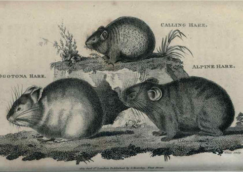 Reproducción/Reproduction 8950811782: General zoology, or Systematic natural history,. London,Printed for G. Kearsley,1800-1826.