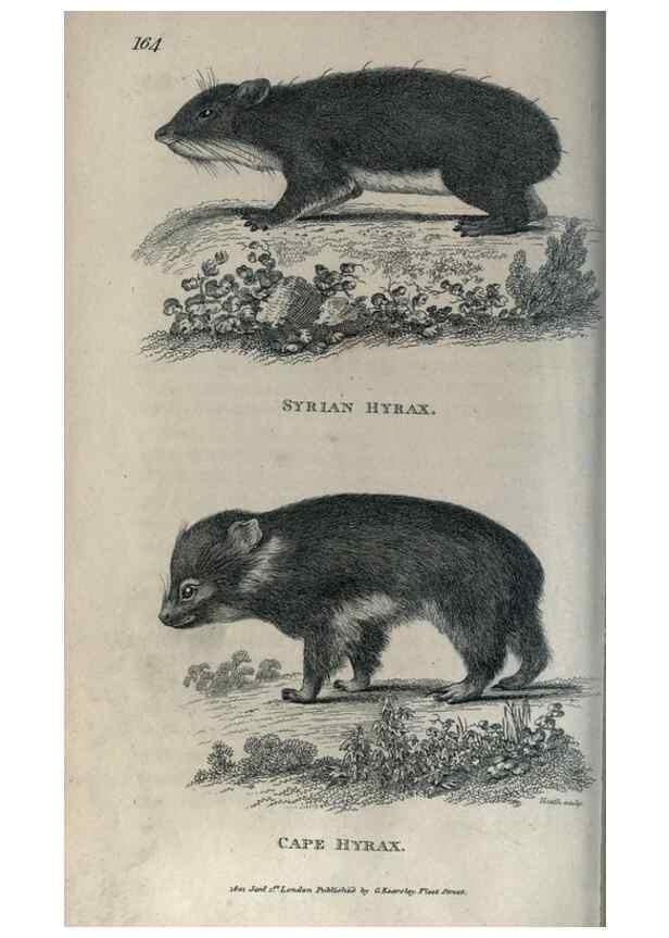 Reproducción/Reproduction 8949622515: General zoology, or Systematic natural history,. London,Printed for G. Kearsley,1800-1826.