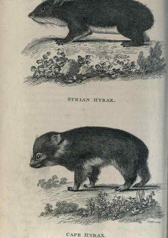 Reproducción/Reproduction 8949622515: General zoology, or Systematic natural history,. London,Printed for G. Kearsley,1800-1826.