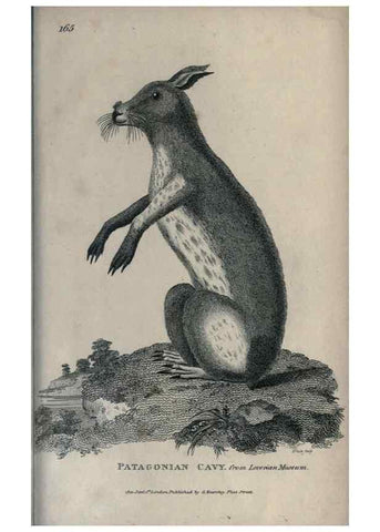 Reproducción/Reproduction 8949624691: General zoology, or Systematic natural history,. London,Printed for G. Kearsley,1800-1826.