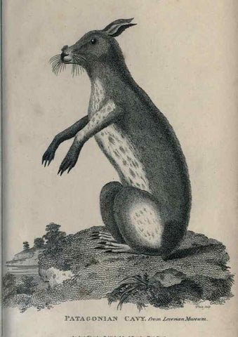 Reproducción/Reproduction 8949624691: General zoology, or Systematic natural history,. London,Printed for G. Kearsley,1800-1826.