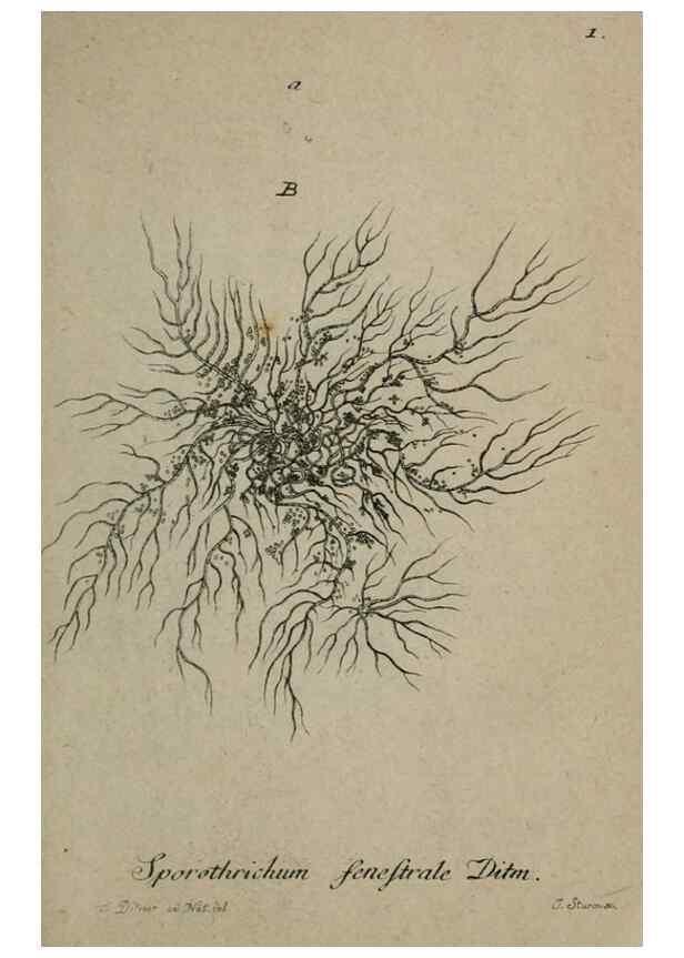 Reproducción/Reproduction 8959332448: Deutschlands Flora in Abbildungen nach der Natur :. Nürnberg,1817-