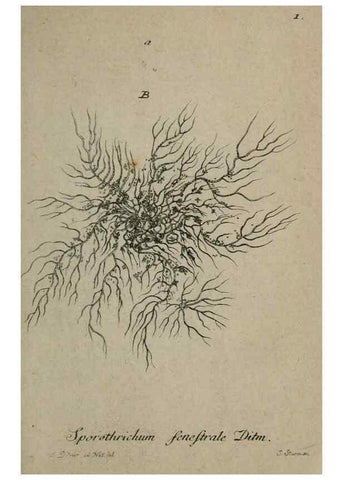 Reproducción/Reproduction 8959332448: Deutschlands Flora in Abbildungen nach der Natur :. Nürnberg,1817-