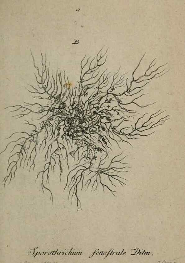 Reproducción/Reproduction 8959332448: Deutschlands Flora in Abbildungen nach der Natur :. Nürnberg,1817-