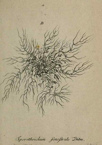 Reproducción/Reproduction 8959332448: Deutschlands Flora in Abbildungen nach der Natur :. Nürnberg,1817-