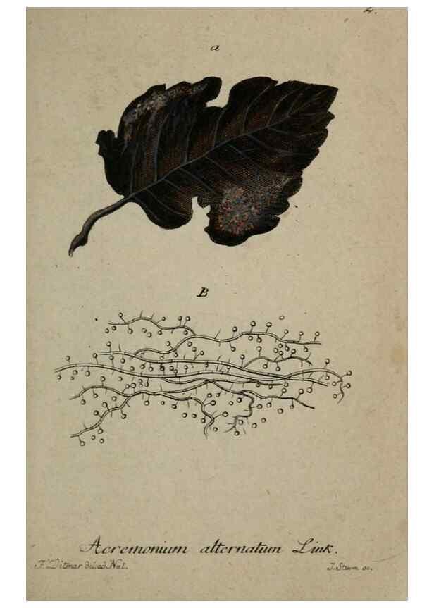 Reproducción/Reproduction 8959335018: Deutschlands Flora in Abbildungen nach der Natur :. Nürnberg,1817-