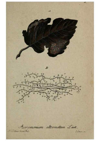 Reproducción/Reproduction 8959335018: Deutschlands Flora in Abbildungen nach der Natur :. Nürnberg,1817-