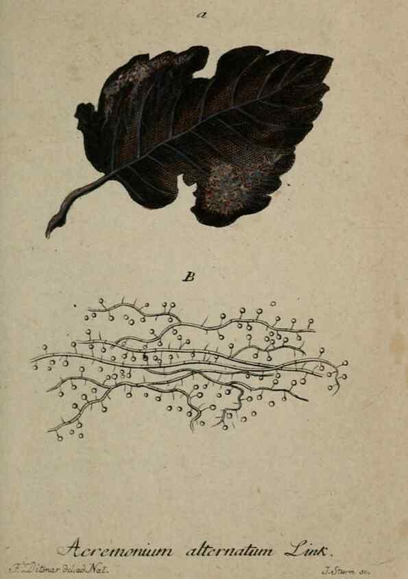 Reproducción/Reproduction 8959335018: Deutschlands Flora in Abbildungen nach der Natur :. Nürnberg,1817-