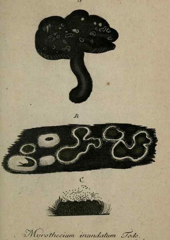 Reproducción/Reproduction 8959336778: Deutschlands Flora in Abbildungen nach der Natur :. Nürnberg,1817-