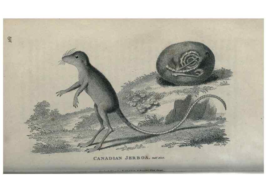 Reproducción/Reproduction 8950807090: General zoology, or Systematic natural history,. London,Printed for G. Kearsley,1800-1826.