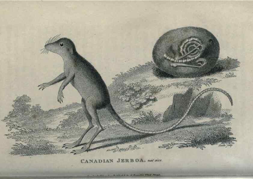 Reproducción/Reproduction 8950807090: General zoology, or Systematic natural history,. London,Printed for G. Kearsley,1800-1826.