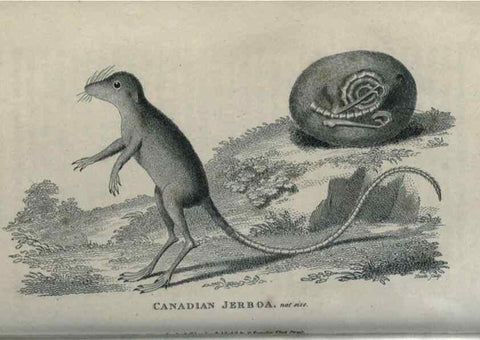 Reproducción/Reproduction 8950807090: General zoology, or Systematic natural history,. London,Printed for G. Kearsley,1800-1826.