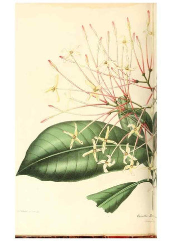 Reproducción/Reproduction 8803045024: Neerland's Plantentuin :. Groningen :J. Wolters,1865-1867.
