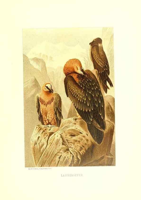 Reproducción/Reproduction 8969979706: Our living world;. New York :S. Hess,[1885]