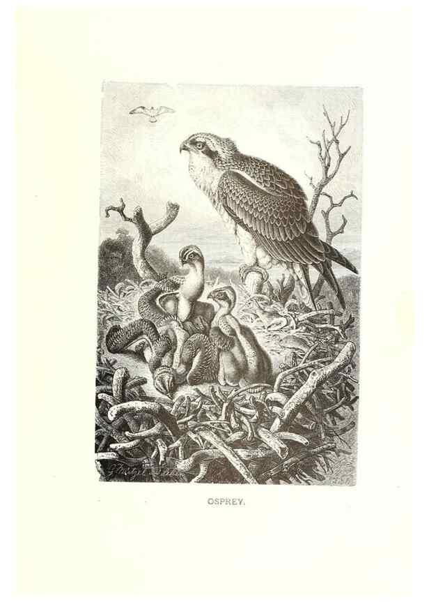 Reproducción/Reproduction 8969982822: Our living world;. New York :S. Hess,[1885]