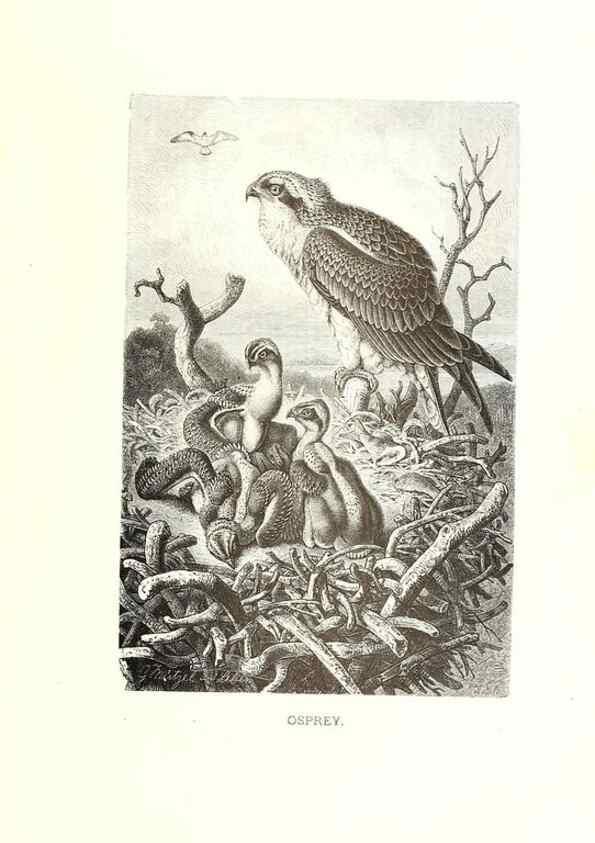 Reproducción/Reproduction 8969982822: Our living world;. New York :S. Hess,[1885]