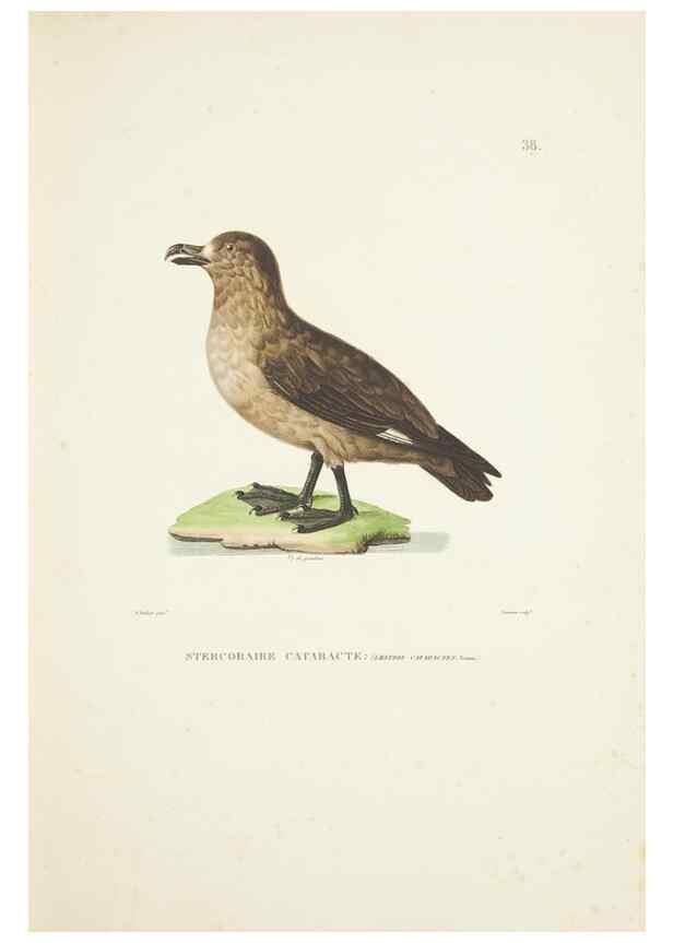 Reproducción/Reproduction 9006920794: Voyage autour du monde :. Paris :Pillet, Aine, Imprimerie royale,1824.