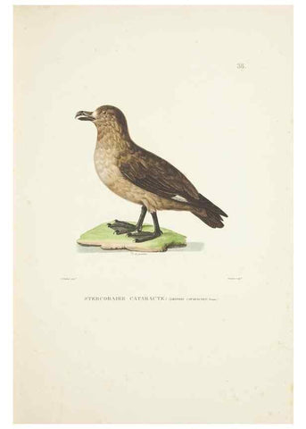 Reproducción/Reproduction 9006920794: Voyage autour du monde :. Paris :Pillet, Aine, Imprimerie royale,1824.