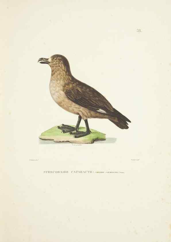 Reproducción/Reproduction 9006920794: Voyage autour du monde :. Paris :Pillet, Aine, Imprimerie royale,1824.