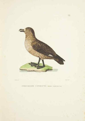 Reproducción/Reproduction 9006920794: Voyage autour du monde :. Paris :Pillet, Aine, Imprimerie royale,1824.